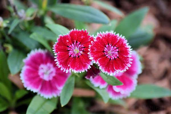 Red Dianthus