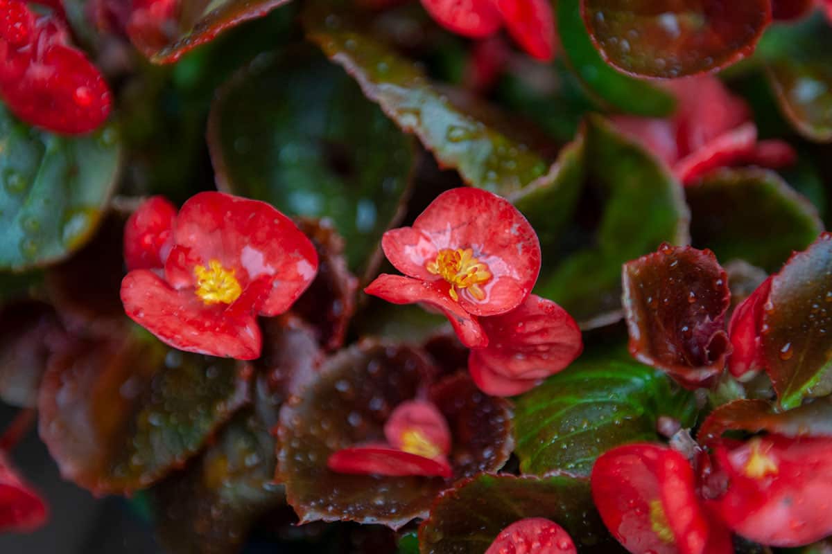 begonias