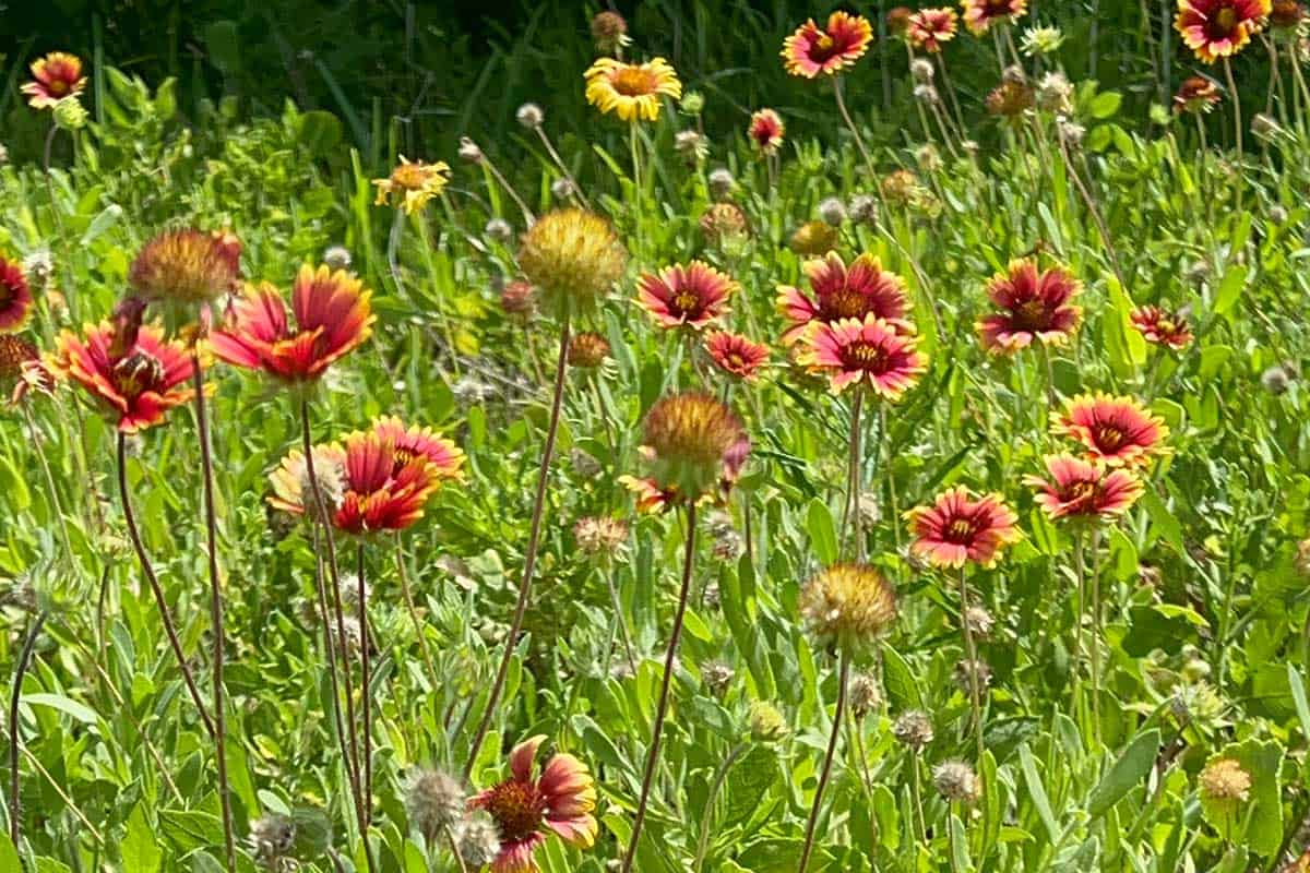 blanket flower