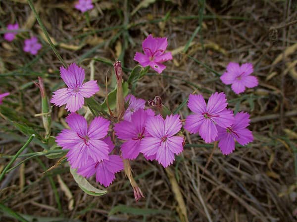 dianthus