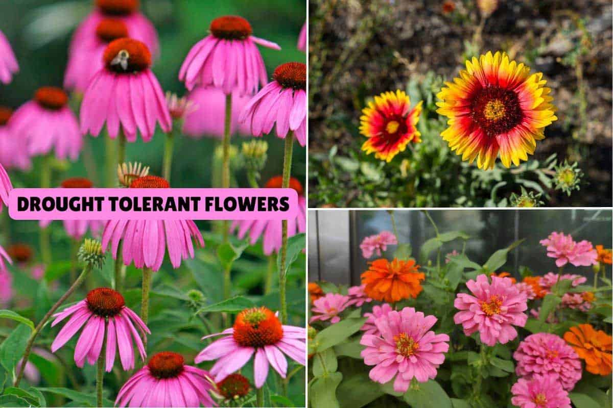 drought tolerant flowers