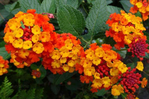 lantana