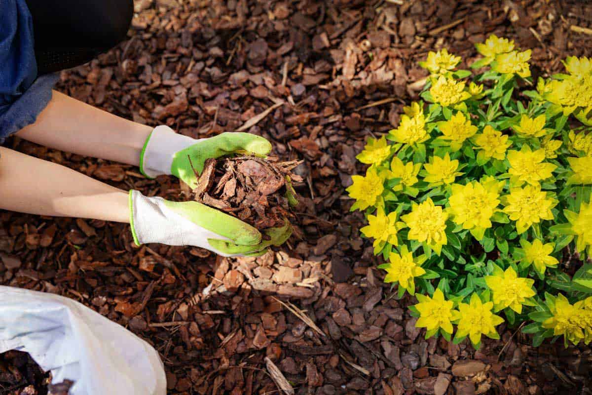 mulching hands garden bed