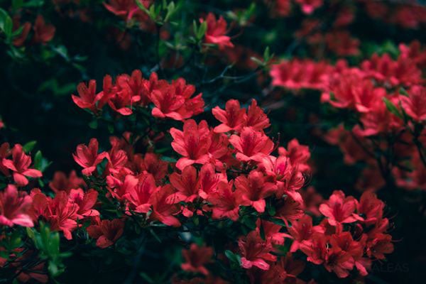 red Azaleas