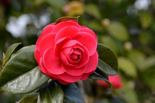 red Camellia