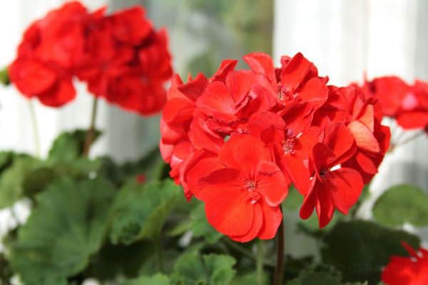 red Geraniums