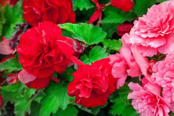 red and pink begonias