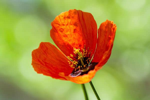 red anemone flower