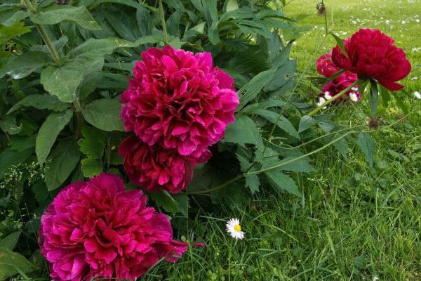 red peonies