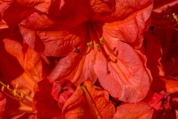 red rhododendrons