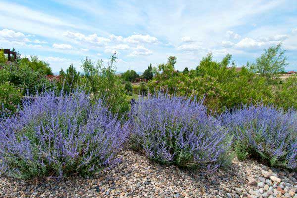 russian sage