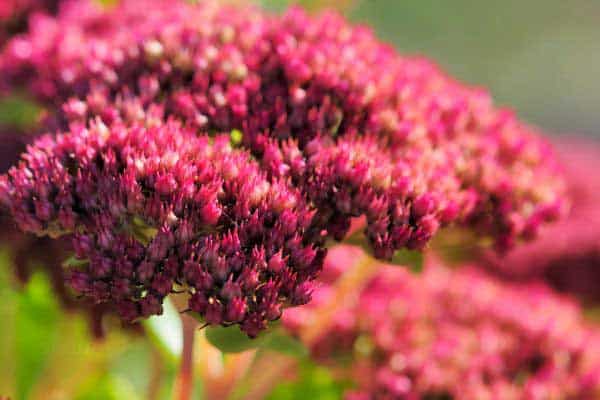 sedum