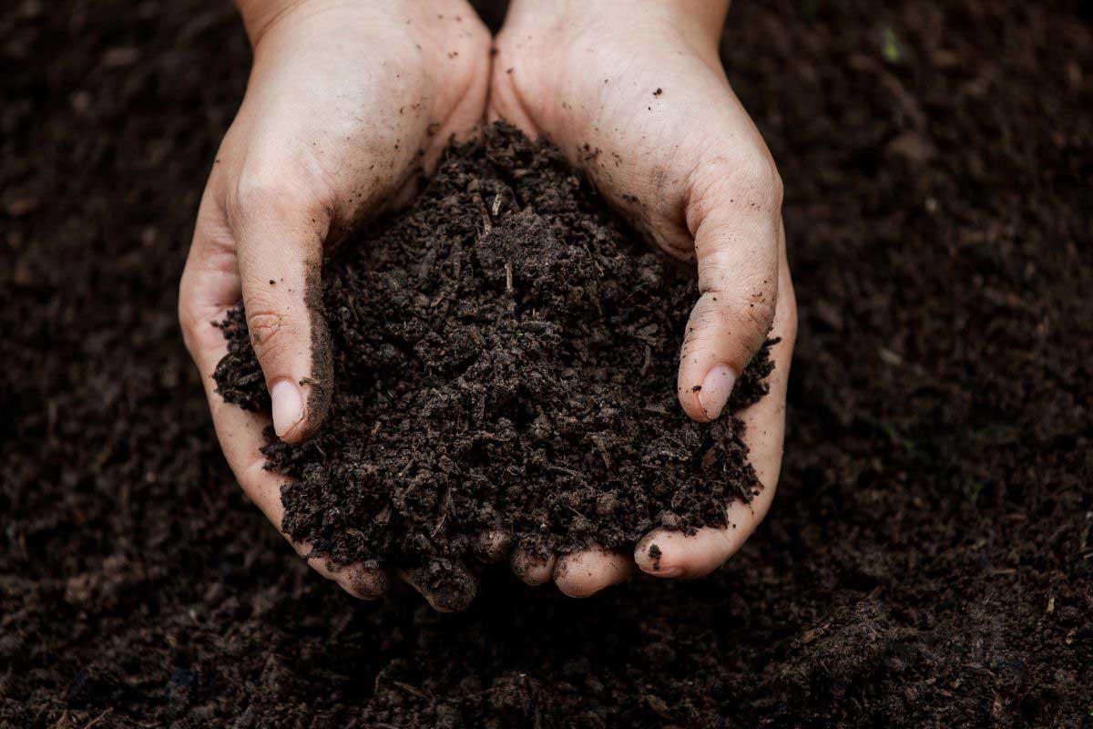 soil in hands