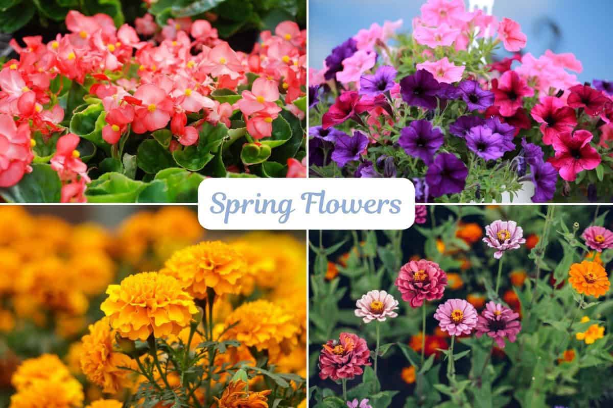 spring flowers collage