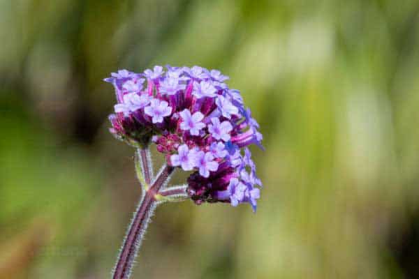 verbena