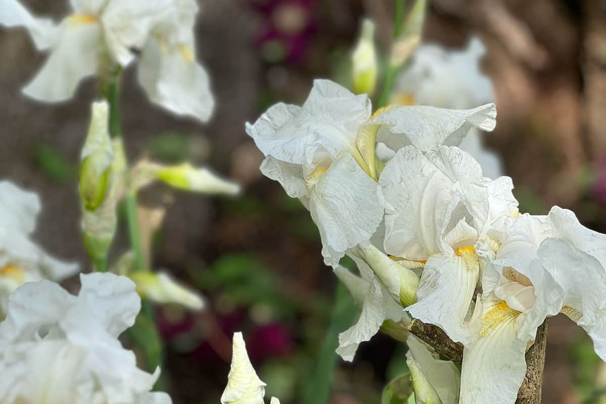 white iris