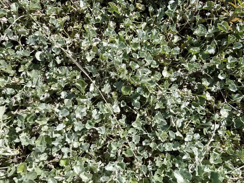 Dichondra argentea silver ponyfoot