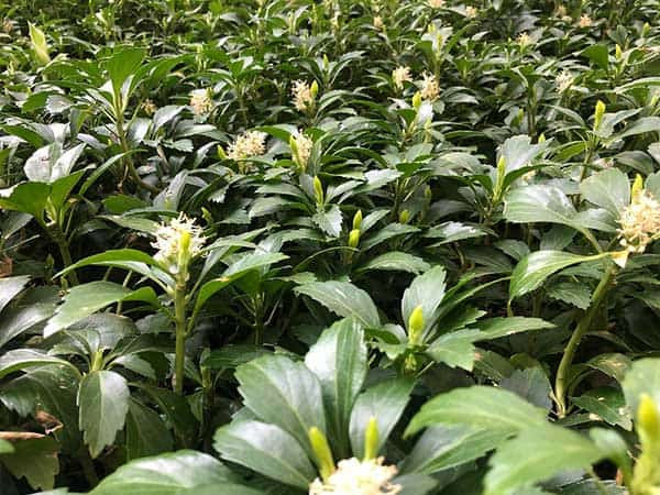 Pachysandra