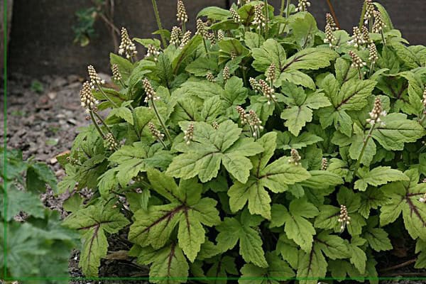 Tiarella