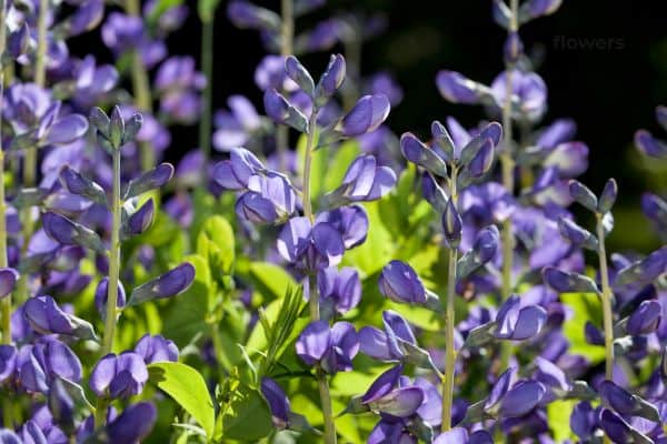 blue wild indigo