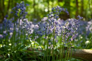bluebells 1200
