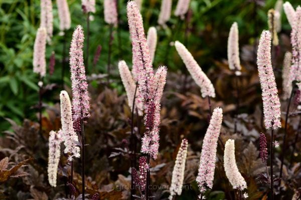 bugbane