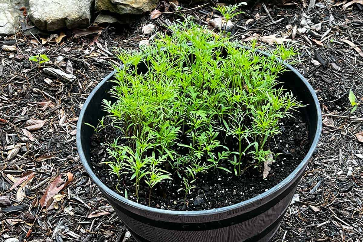 cosmos in pot sprouts