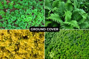 ground cover plants