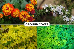 ground cover sun