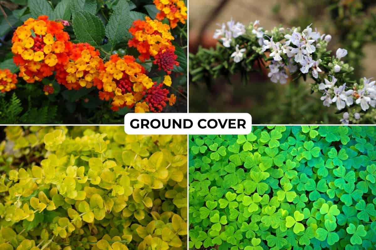 ground cover sun