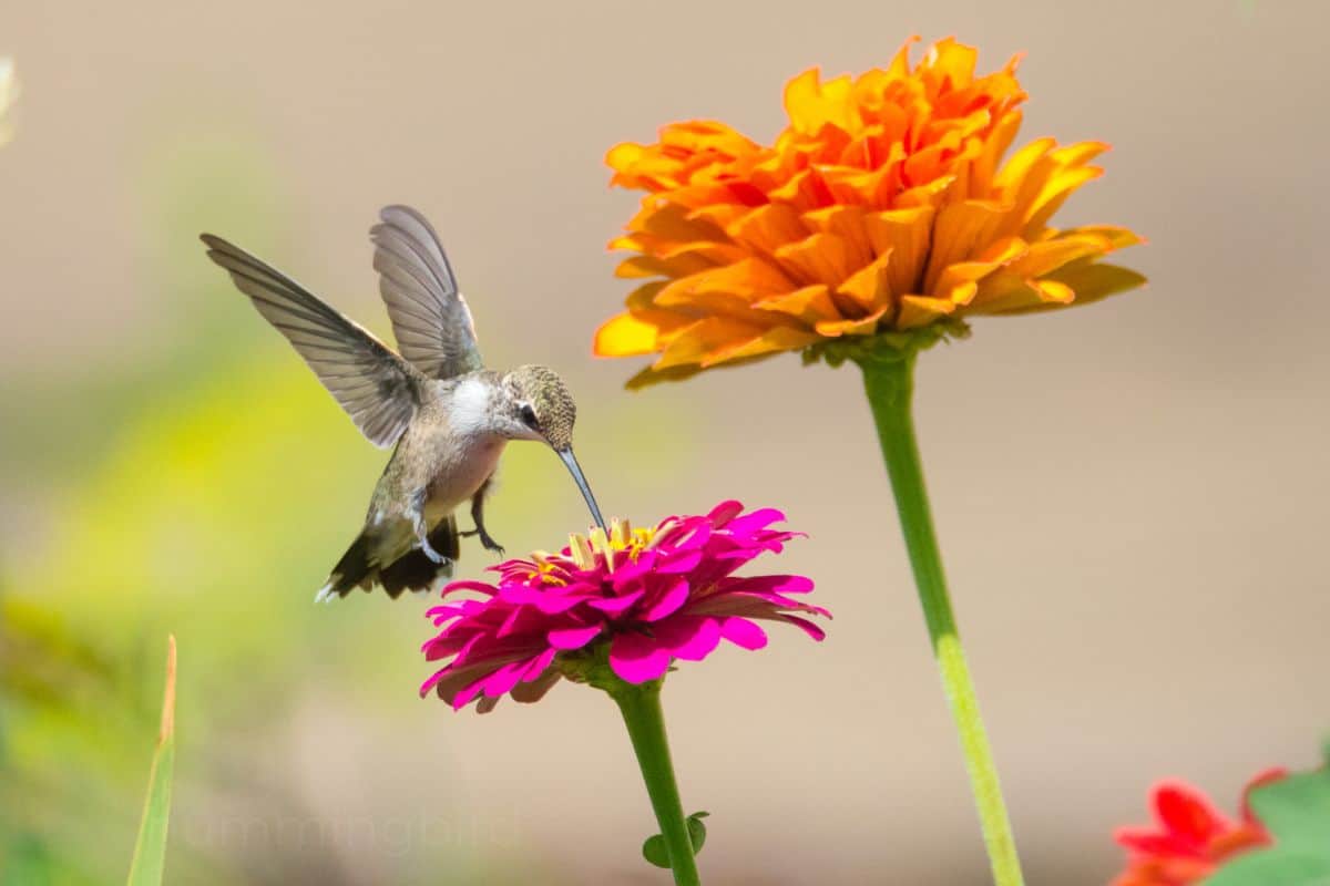 hummingbird at zinnia