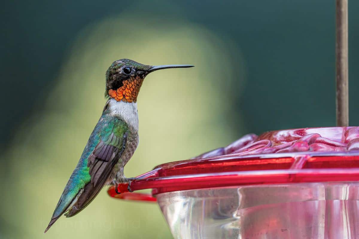 ruby throated male perched on feeder