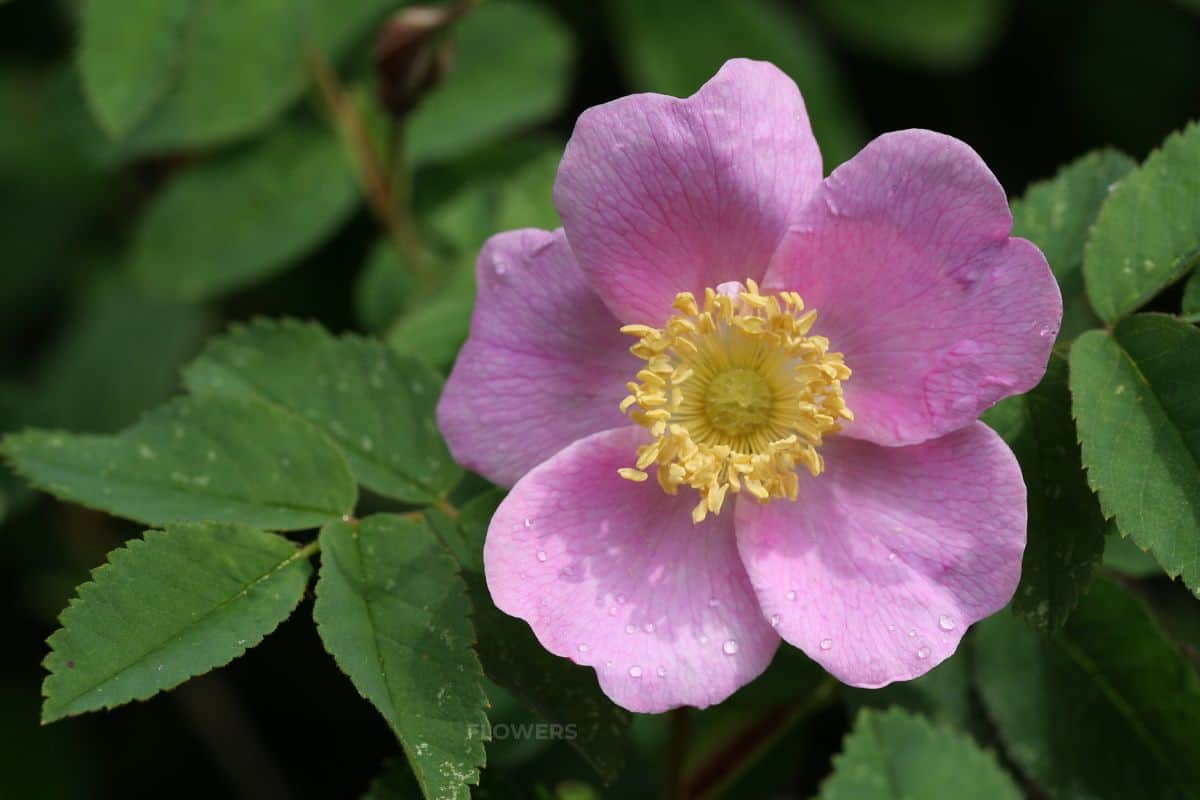 wild rose