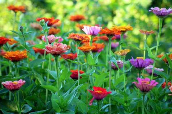zinnia garden