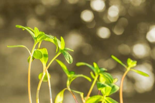 zinnia sprouts