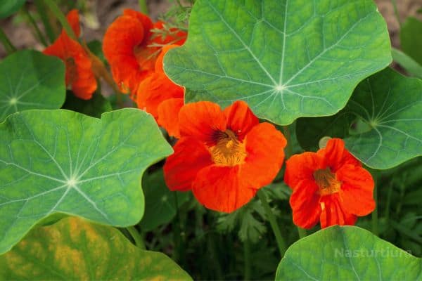 Nasturtium
