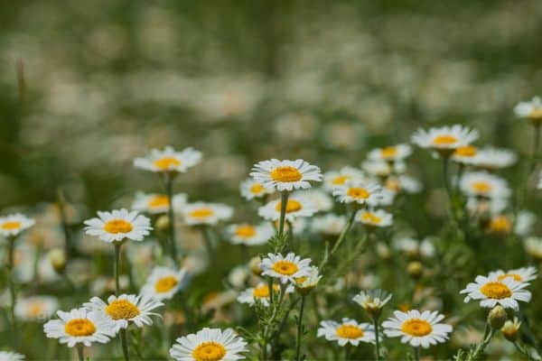 chamomile