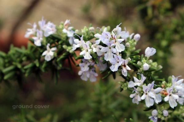 creeping rosemary