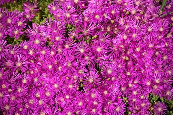 ice plant