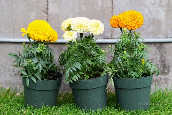 marigolds potted