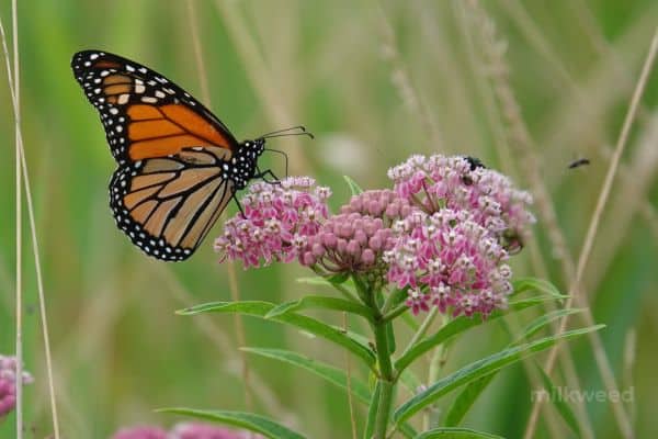 milkweed with monarch