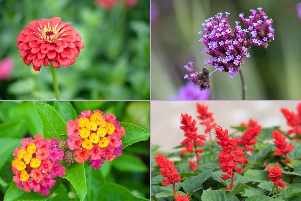 verbena lantana zinnia salvia