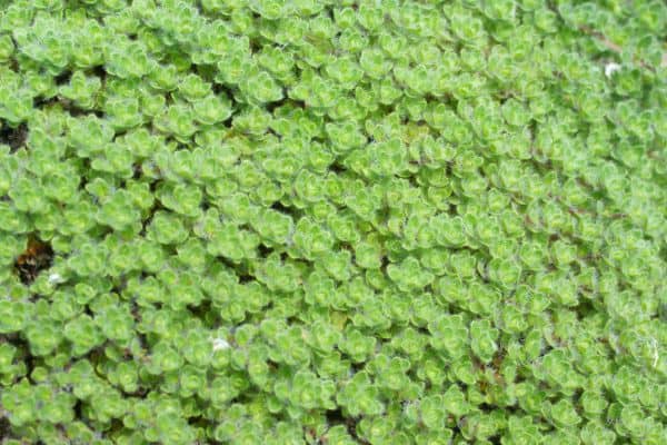 wooly thyme ground cover