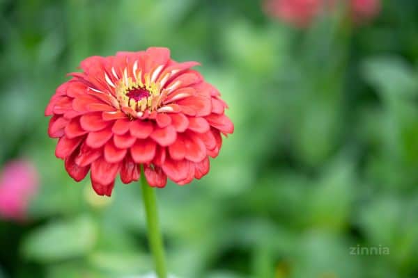 zinnia flower