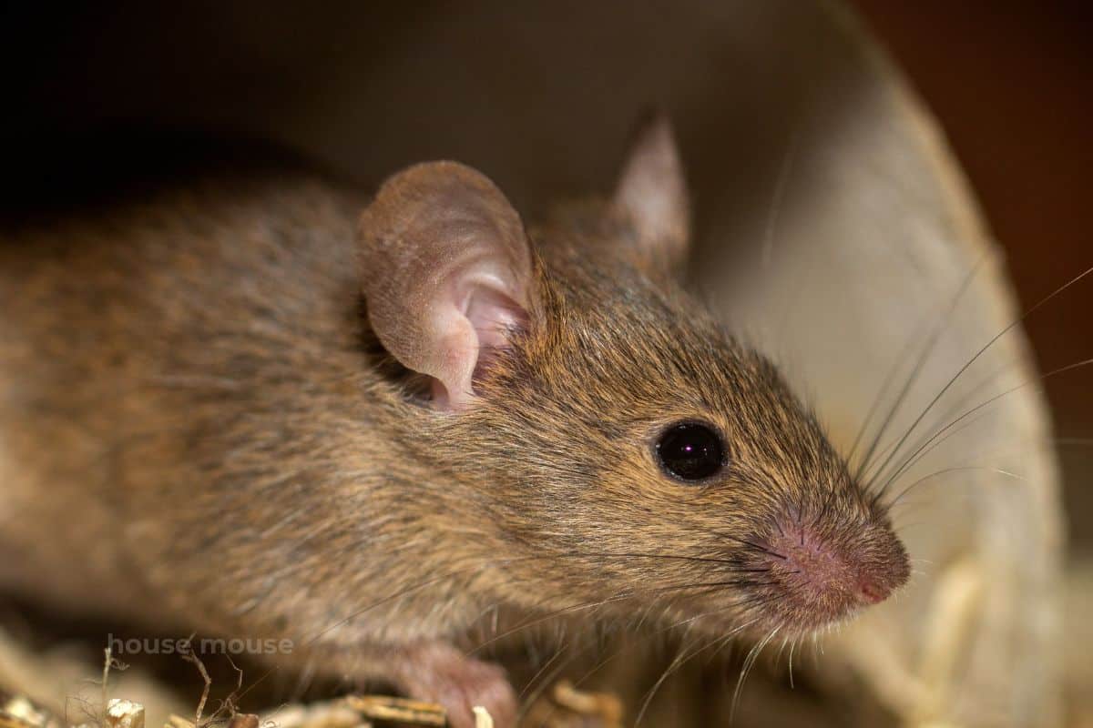 brown mouse close
