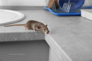 house mouse on counter