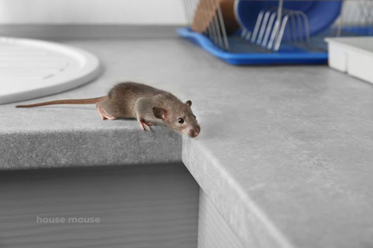 house mouse on counter