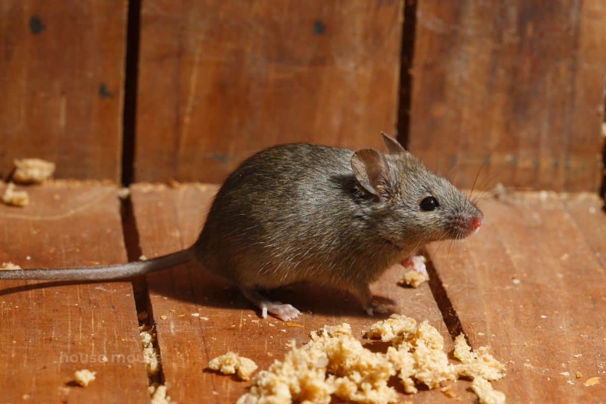 mouse and food