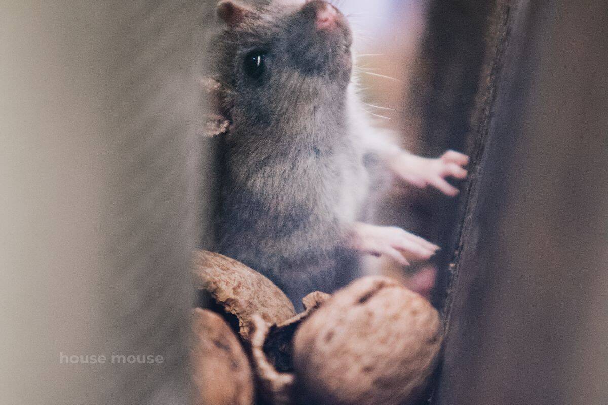 mouse in walls