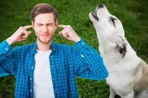 How to Tell Your Neighbor Their Dog Barks Too Much loud dog barking